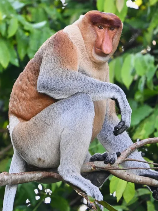 Proboscis Monkey aajkaasach